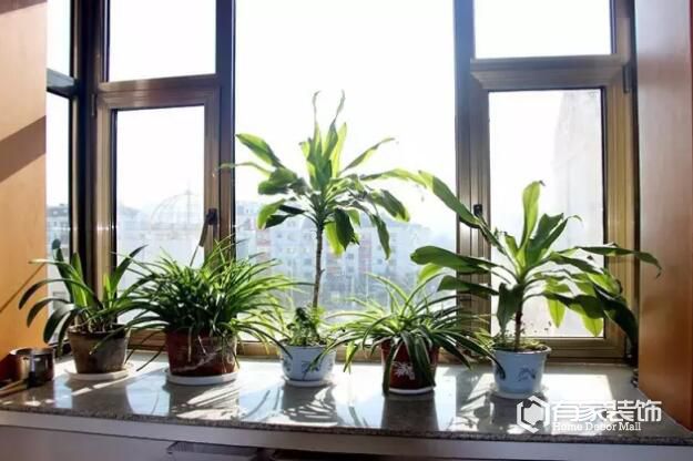 家中除醛前10名绿植，你家买对了吗？