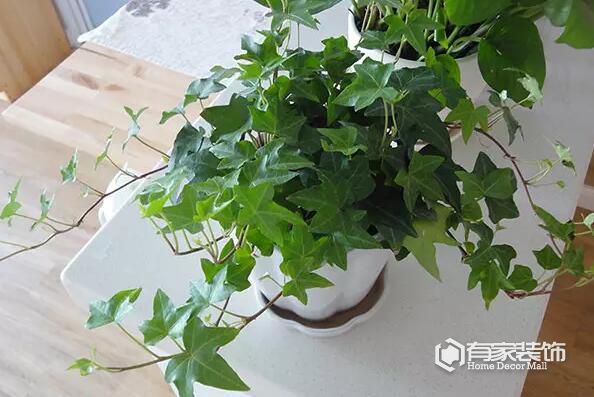 家中除醛前10名绿植，你家买对了吗？