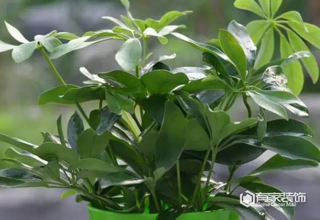 家中除醛前10名绿植，你家买对了吗？