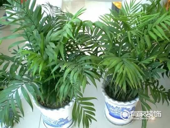 家中除醛前10名绿植，你家买对了吗？