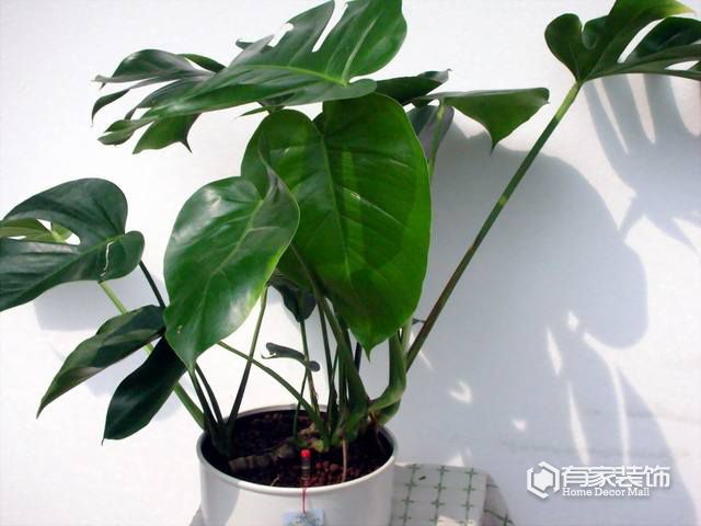 室内装修去除甲醛的6种植物排名