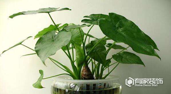 室内装修去除甲醛的6种植物排名