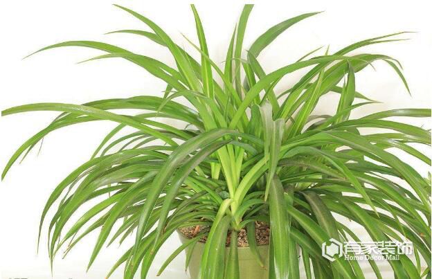 室内装修去除甲醛的6种植物排名