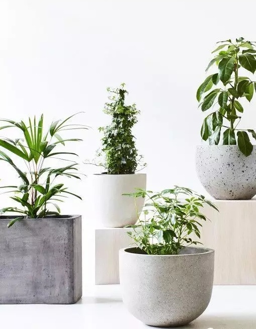 软装设计：室内绿植如何正确摆放