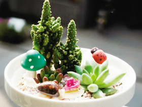 多肉植物你会摆放吗？