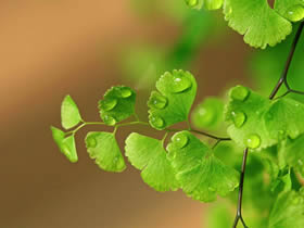 这些植物放家里都是旺宅