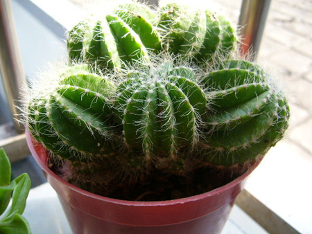 搞定甲醛污染的小窍门，千万保密...