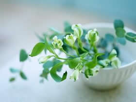 厦门装修公司推荐的适合办公室绿植