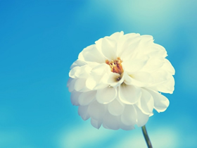 不宜摆放在卧室里的花