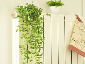 装修新房与绿植的创意配合