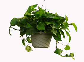 这些小植物放在家里至少让您再多活10年!