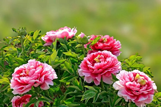 沙发背景墙装修