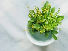 阳台种植的方向细节注意点