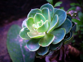 多肉植物换季保养攻略 让你的新家变美