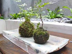 苔球植物 国庆来学一学吧！