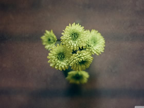 淘米水浇花会把花浇死？